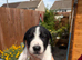 3 lurcher pups for sale