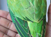 Rare Baby Double split Opaline and Cleartail ringneck Parrot Baby