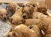Exceptional F2  Cockapoo Puppies