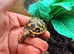 Indian star tortoise cb25