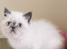 Pedigree exotic kitten