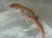 Two male leopard geckos