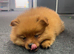4-Month-Old Pomeranian – Chase