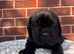 8 beautiful cane corso puppies for sale