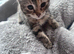 9 Gorgeous Mixed Breed Kittens