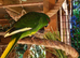 2 x Kakarikis for sale - Green with Yellow