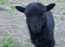 Registered Ouessant ewe lamb available at weaning