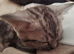 BSH sliver tabby cross bengal