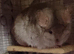Bonded pair RPA /RPAc female Chinchillas