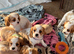 Beautiful cavalier King Charles puppies