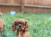 Cavalier King Charles