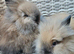 Cute double maned lionheads