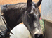 2019 partbred american quarter horse gelding