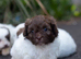 Imperial toy shihpoo pups