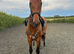 Elegant Pure Spanish Horse Available Now