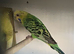 lovely markings female
