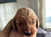 Gorgeous Cockerpoo puppies