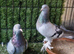 Turkish pigeons