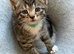 British Shorthair Cross kittens