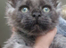 Maine coon polydactyl boys