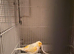 Canary