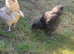 Silkie x serama