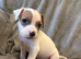 Staffy X puppies