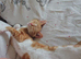 2 male ginger kittens