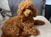 Toy poodle