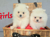 Pomeranian puppies KC registered for sale