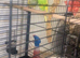Cute budgies