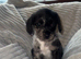 Cocker spaniel