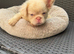 French bulldog full fluffy boy