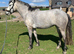 Connemara mare