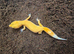 Sunglow leopard gecko  for sale