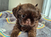 Shih tzus
