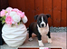Staffordshire Bull Terrier Puppies ️
