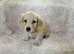 Cream long haired miniatures READY NOW