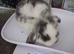 3 beautiful pure bred mini lops