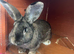 Flemish giant