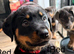 Gorgeous Rottweiler pups