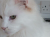 Registered Female maine coon