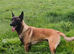 Belgian malinios ikc reg