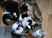 8 week old kittens