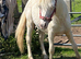 Maesderi Dakota
