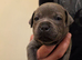1 beutiful blue boy Staffordshirebull terrier puppy from a litter of 7