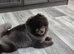 Very small teddy bear pomeranian