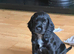 Male KC registered Cocker Spaniel Pup