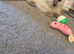 Ragdoll kitten needing new home