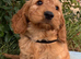 Cockapoo puppy